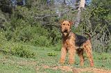 AIREDALE TERRIER 156